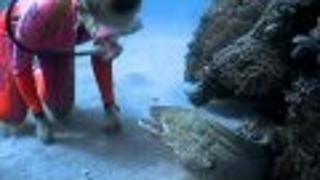 Diver Becomes Friends With the Cuddliest Eel